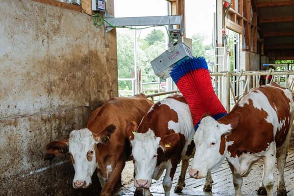щетка-чесалка HAPPYCOW MaxiSwing на ферме КРС