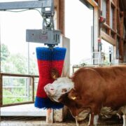 щетка-чесалка HAPPYCOW MaxiSwing чешет коров на ферме КРС